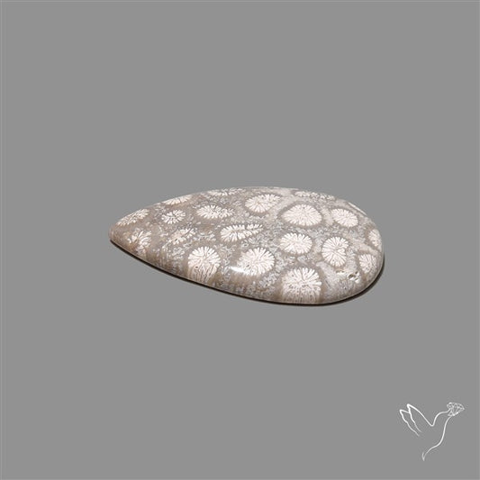 Fossil Coral Cabochon