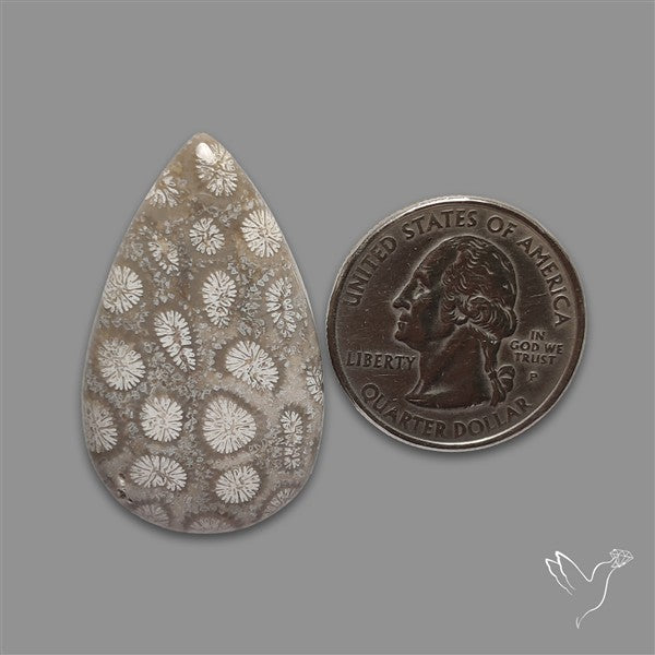 Fossil Coral Cabochon