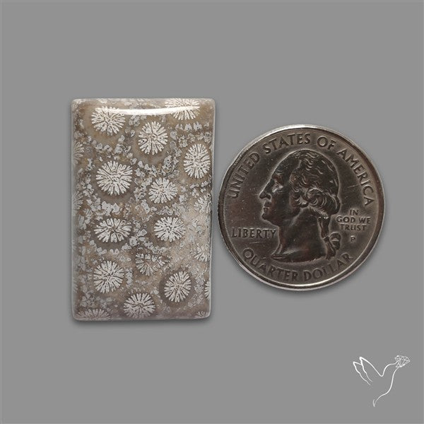 Fossil Coral Cabochon