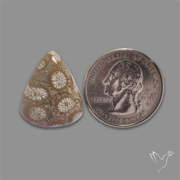 Fossil Coral Cabochon