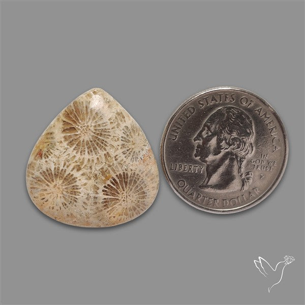 Fossil Coral Cabochon