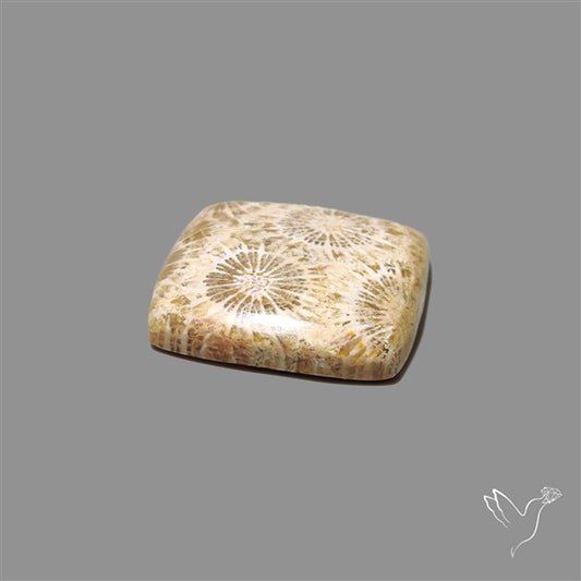 Fossil Coral Cabochon