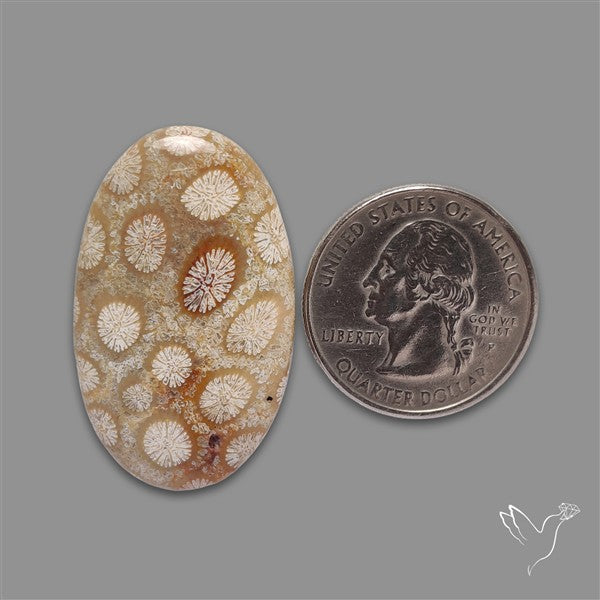 Fossil Coral Cabochon