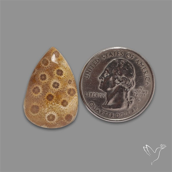 Fossil Coral Cabochon