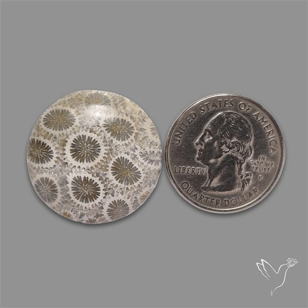 Fossil Coral Cabochon