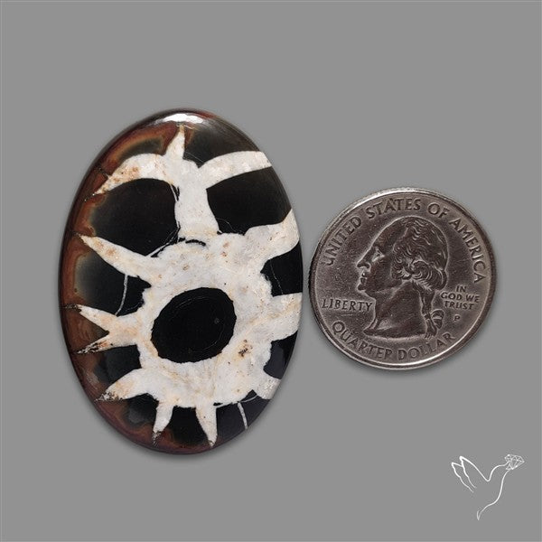 Black Septarian Fossil Cabochon