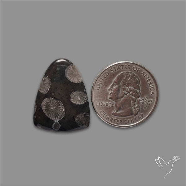 Black Fossil Coral Cabochon