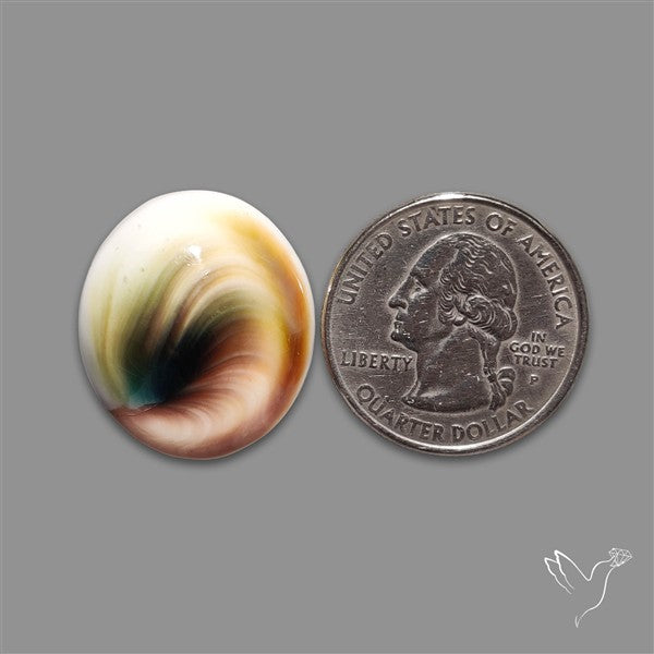 Shiva Eye Shell Cabochon