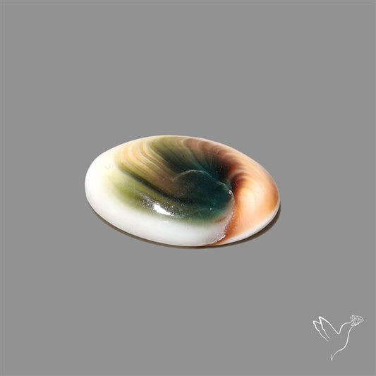 Shiva Eye Shell Cabochon