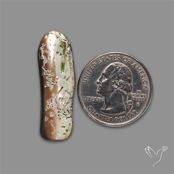 Abalone Shell (Raw)