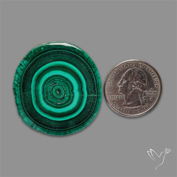 Rare Malachite Stalactite Slice Freeform Raw Edges