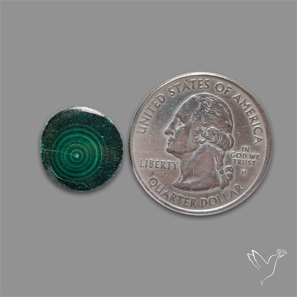 Rare Malachite Stalactite Slice Freeform Raw Edges