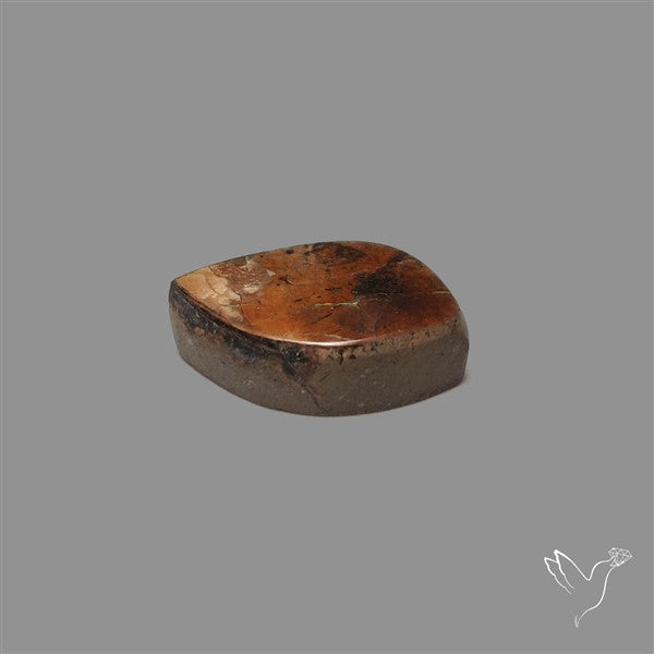 AAA Ammolite Cabochon