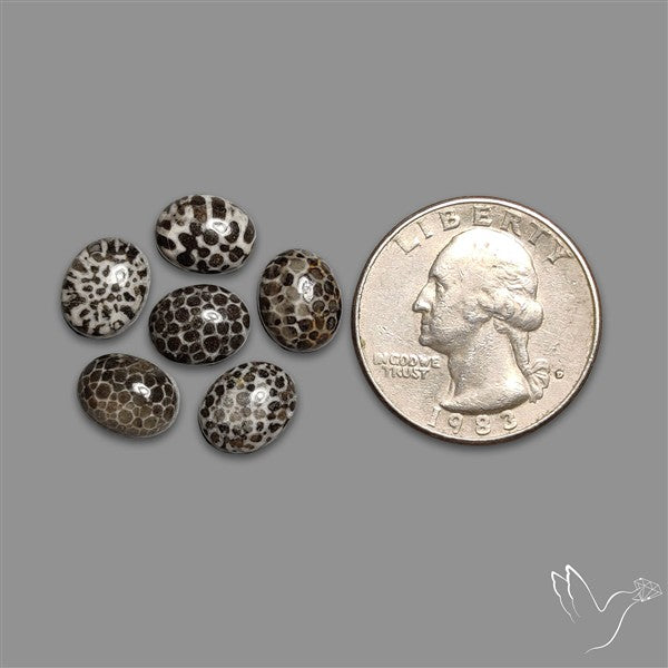 Stingray Black Fossil Coral Cabochons Lot