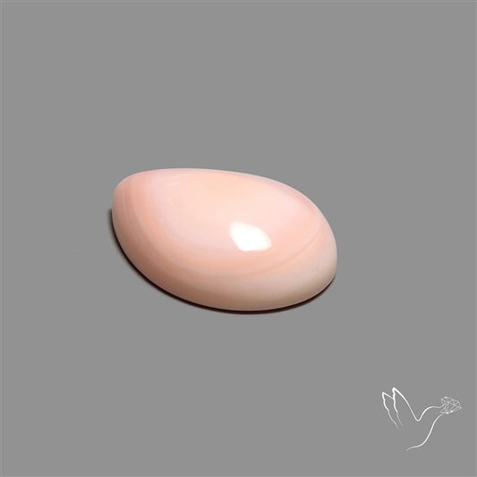 Caribbean Rare Pink Conch Shell Cabochon
