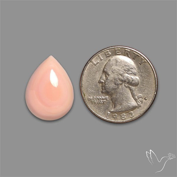 Caribbean Rare Pink Conch Shell Cabochon