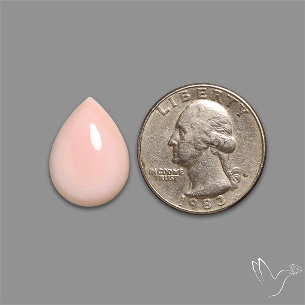 Caribbean Rare Pink Conch Shell Cabochon