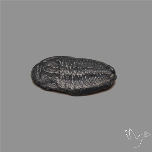 Trilobite Fossil