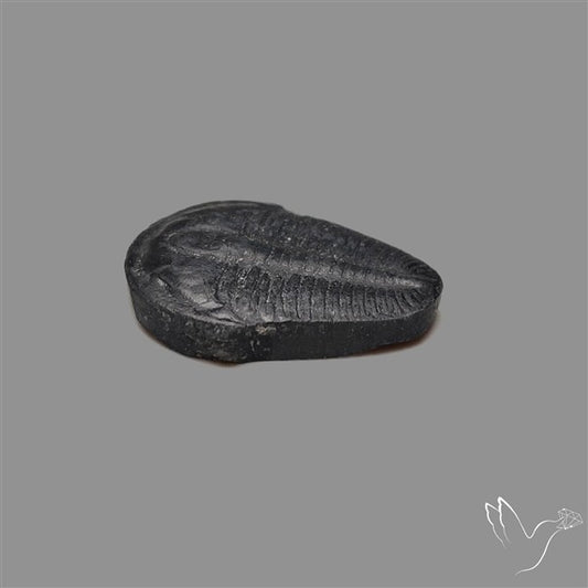 Trilobite Fossil