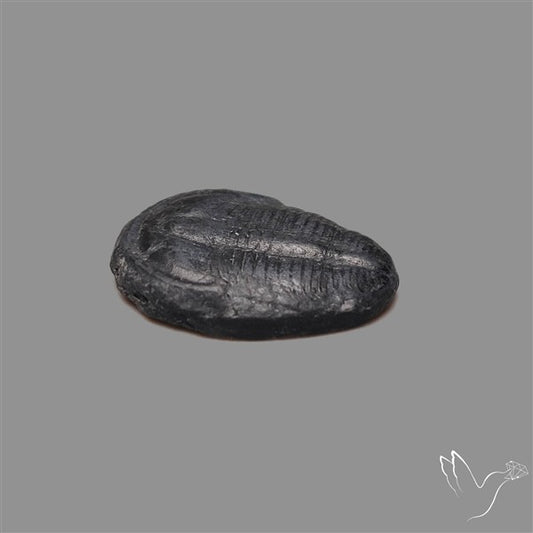Trilobite Fossil