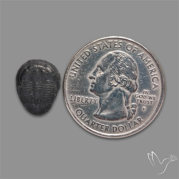 Trilobite Fossil