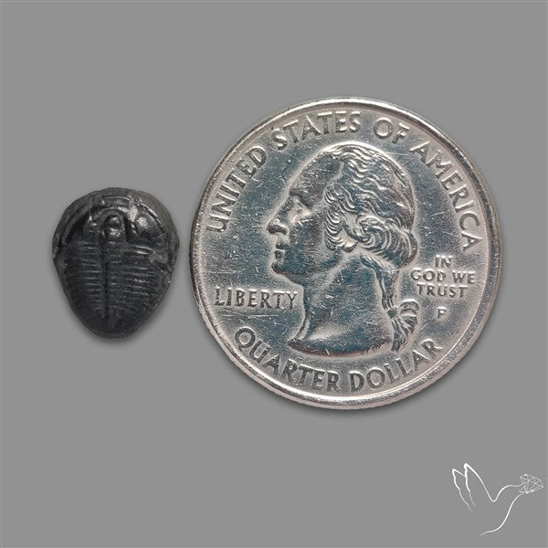 Trilobite Fossil
