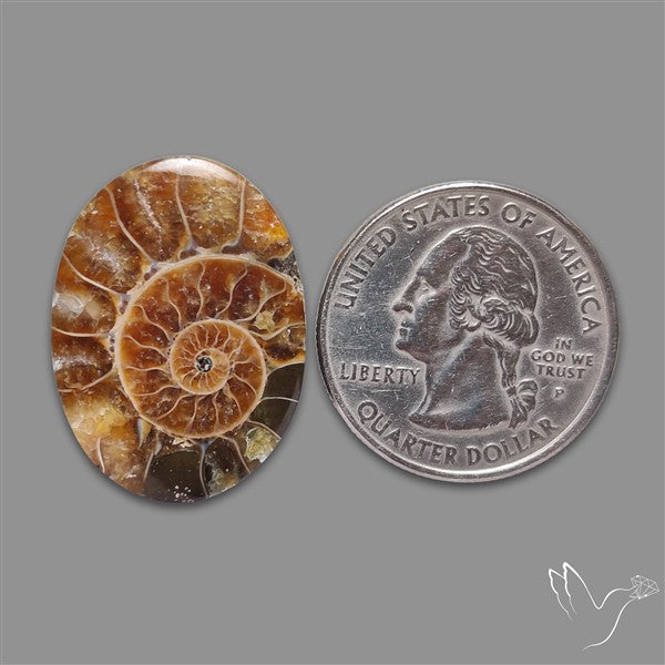 Aonite Fossil Cabochon