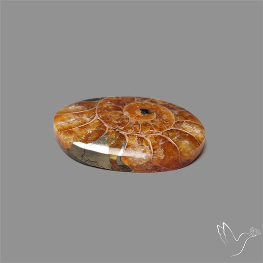Ammonite Fossil Cabochon