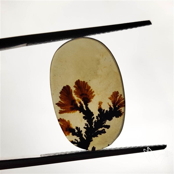 Scenic Agate Cabochon