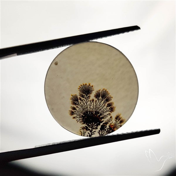 Scenic Agate Cabochon