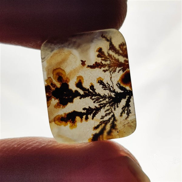 Scenic Agate Cabochon
