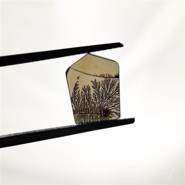 Scenic Agate Cabochon