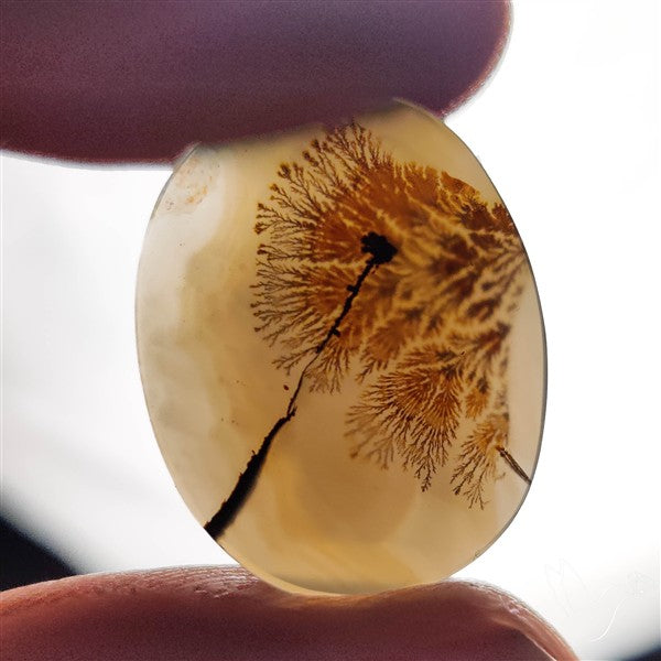 Scenic Agate Cabochon