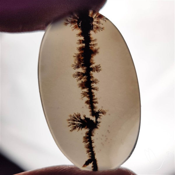 Scenic Agate Cabochon