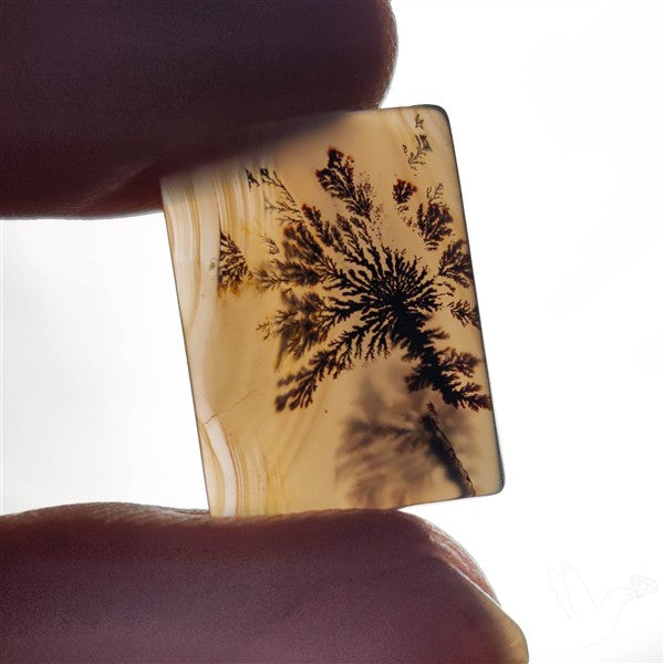 Scenic Agate Cabochon