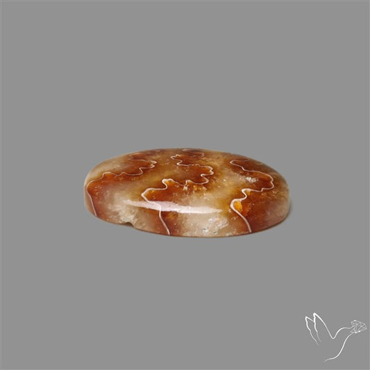 Suture Ammonite Fossil Cabochon rare natural patterns