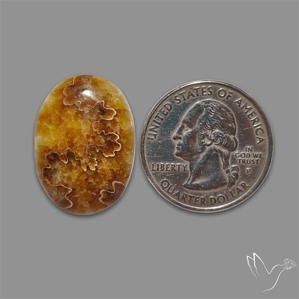 Suture Aonite Fossil Cabochon rare natural patterns
