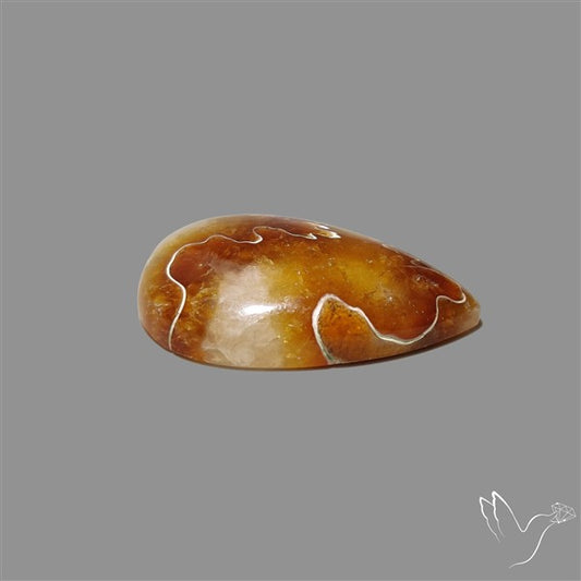 Suture Ammonite Fossil Cabochon rare natural patterns
