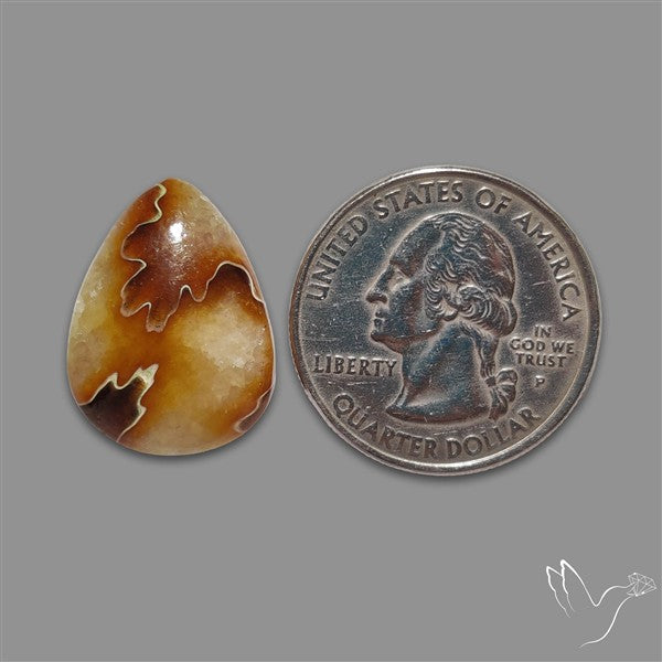 Suture Aonite Fossil Cabochon rare natural patterns