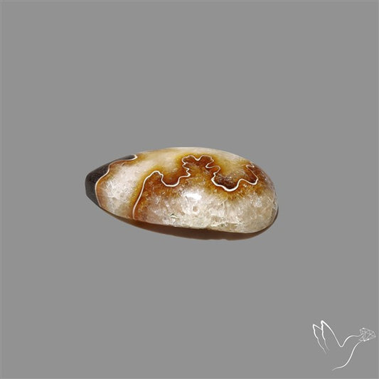 Suture Ammonite Fossil Cabochon rare natural patterns