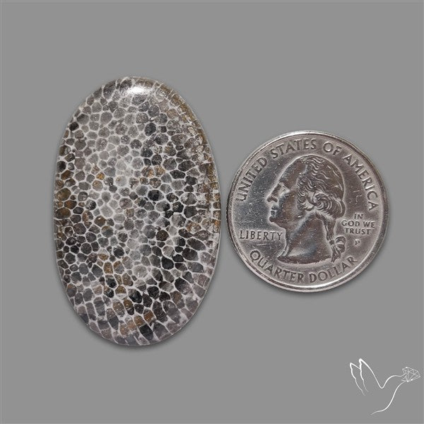 Stingray Black Fossil Coral Cabochon