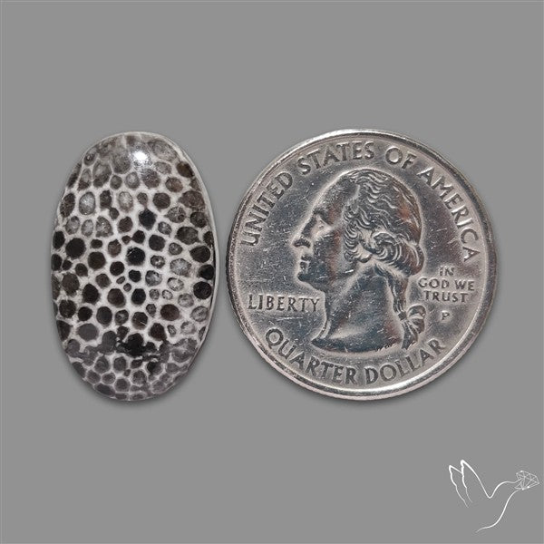 Stingray Black Fossil Coral Cabochon