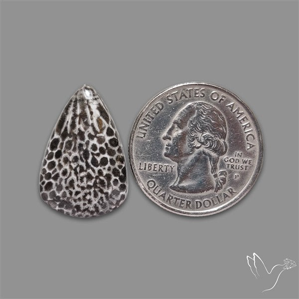 Stingray Black Fossil Coral Cabochon