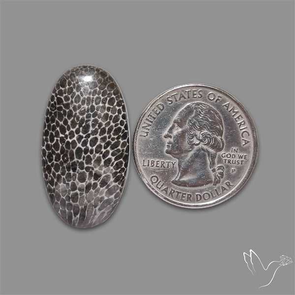 Stingray Black Fossil Coral Cabochon