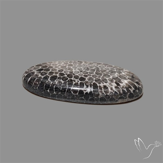 Stingray Black Fossil Coral Cabochon