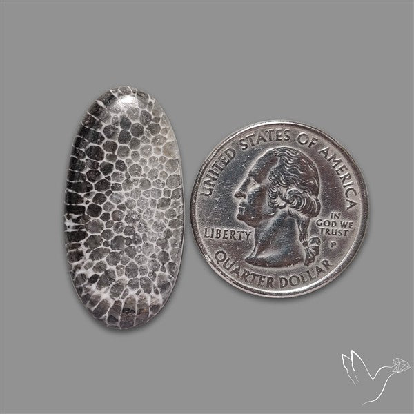 Stingray Black Fossil Coral Cabochon