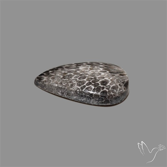 Stingray Black Fossil Coral Cabochon
