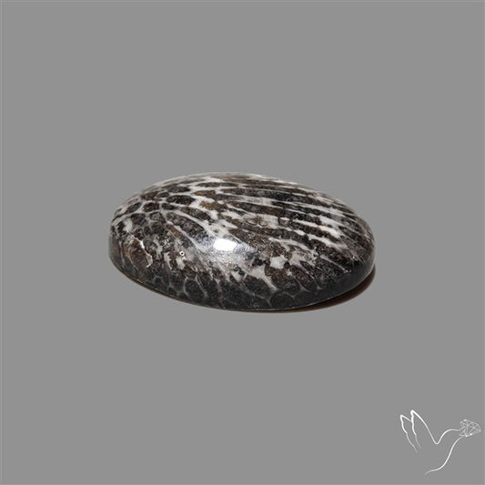 Stingray Black Fossil Coral Cabochon