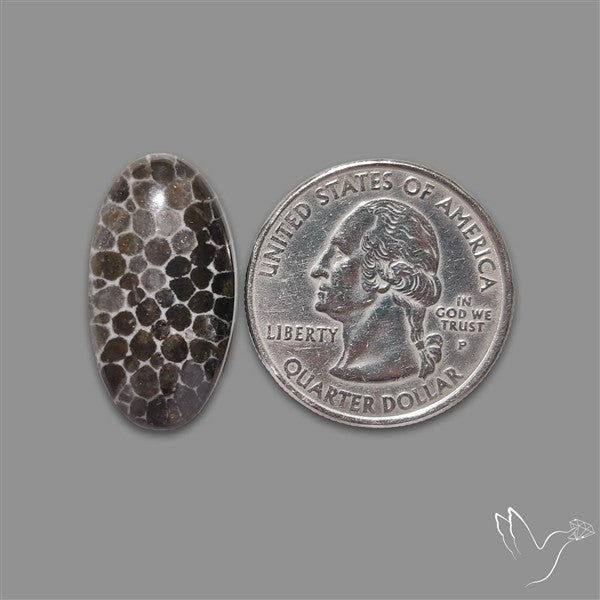 Stingray Black Fossil Coral Cabochon
