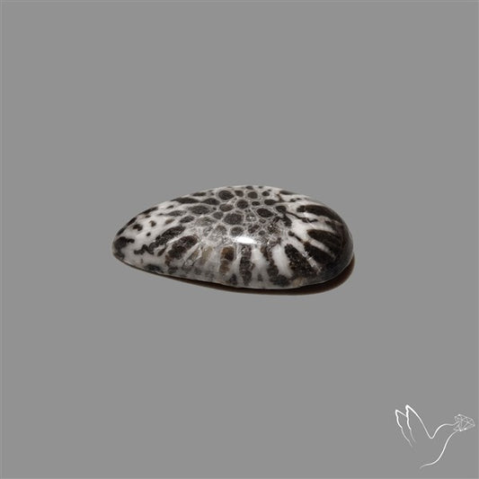 Stingray Black Fossil Coral Cabochon